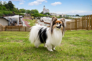 ドッグランで気持ちよさそうな表情をうかべている愛犬